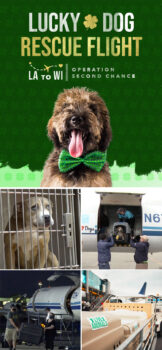 Operation Second Chance Lucky Dog Rescue Flight - iHeartDogs.com