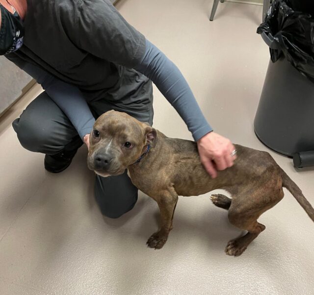 Malnourished Pit Bull Rescued