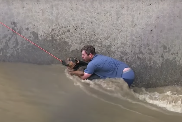 Man rescuing dog in danger
