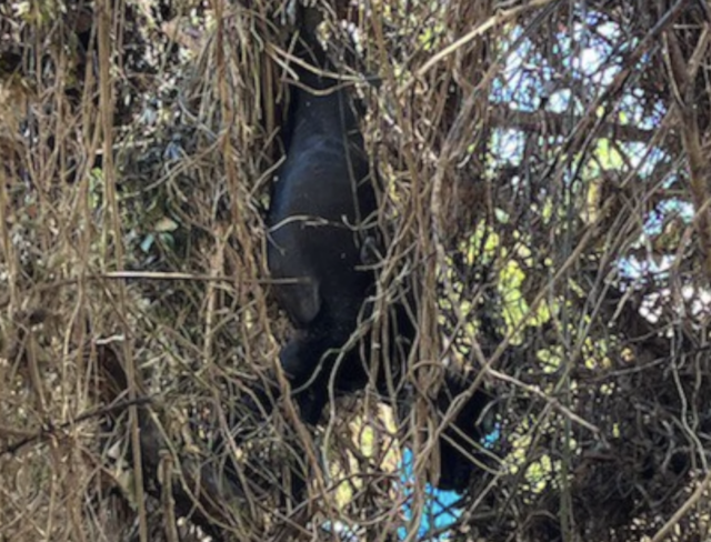 Mastiff stuck in tree
