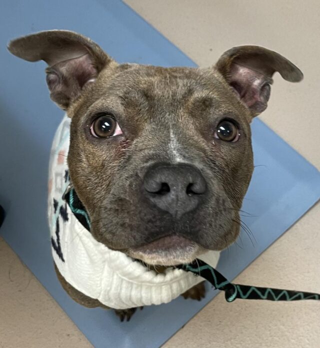 Neglected Pit Bull Rescued