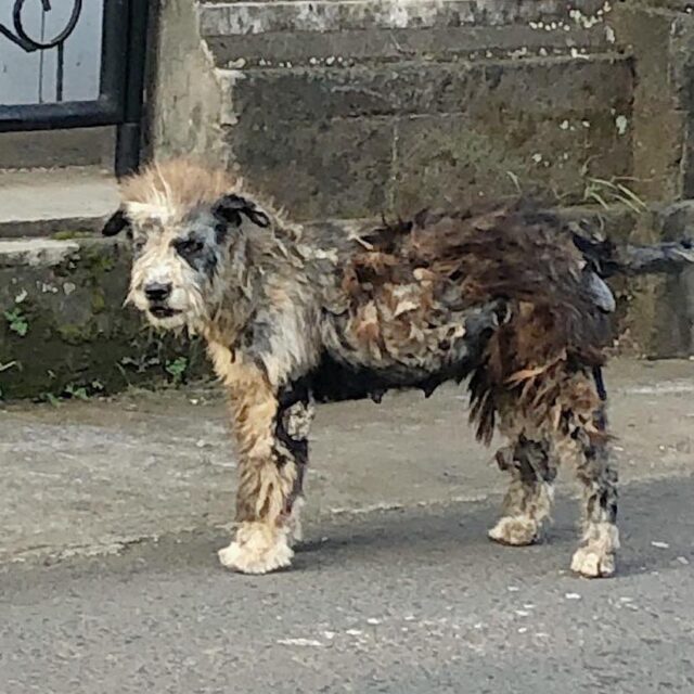 Neglected street dog