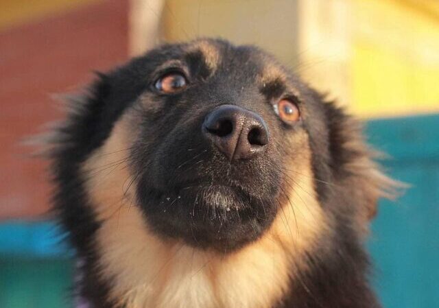 Nervous Ukrainian shelter dog