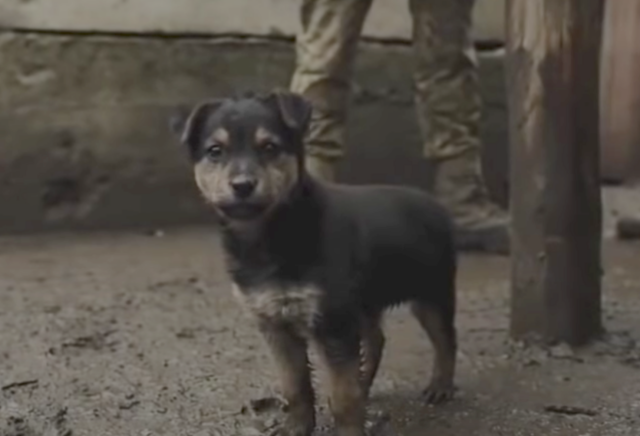 Puppy adopted by Ukrainian soldiers