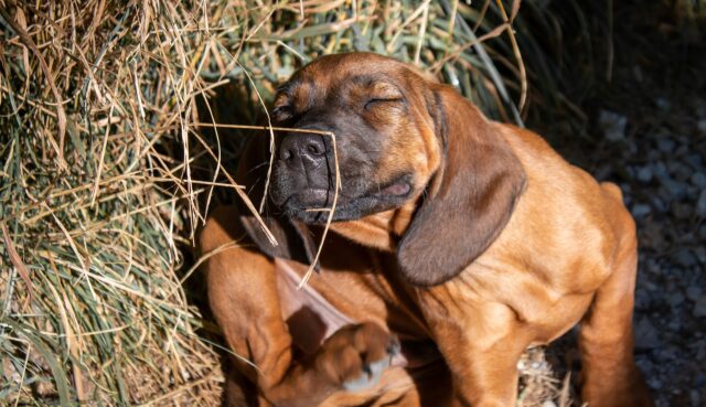 Puppy itching in hay