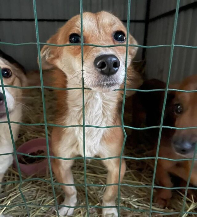 Sad Ukrainian Shelter Dog