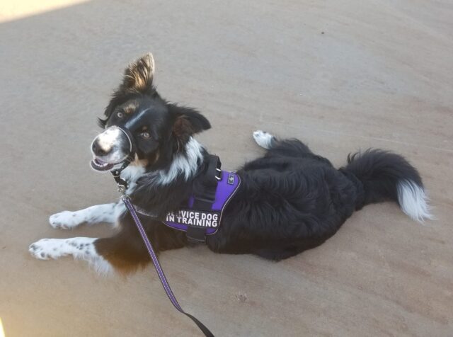 Service dog in training purple vest