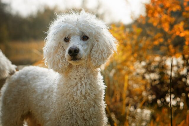 standard poodle outdoors