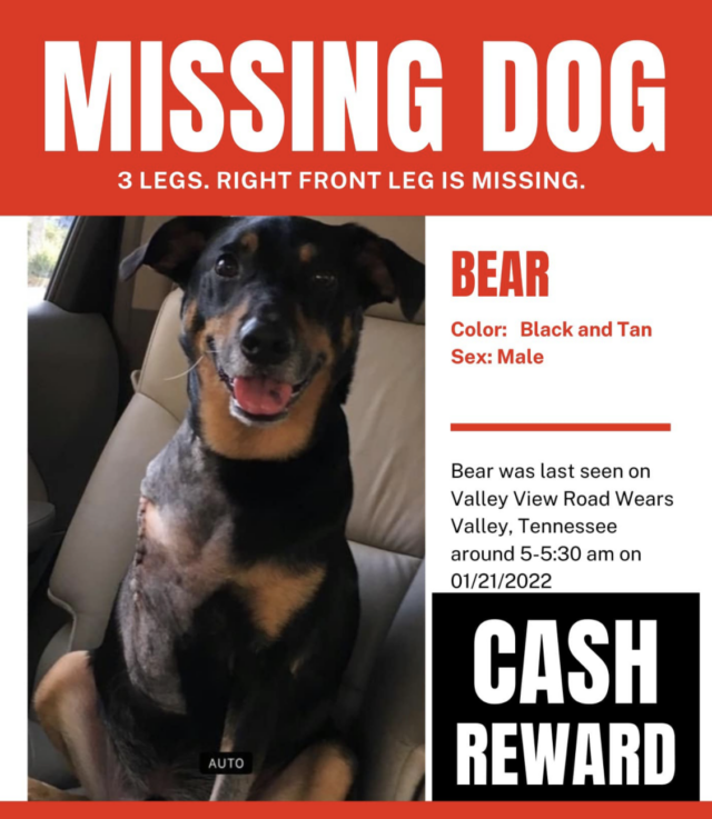Three-legged dog missing poster