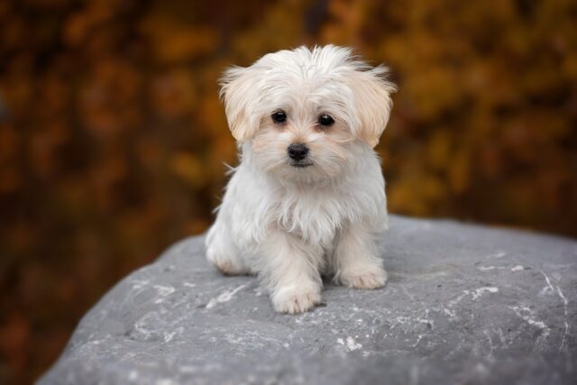 Tiny Maltese Puppy
