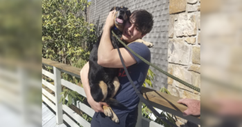 Tripod dog reunited after hurricane