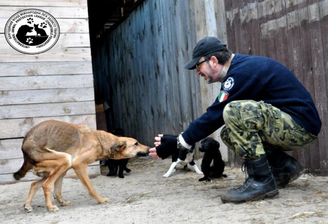 Ukraine man saving dogs