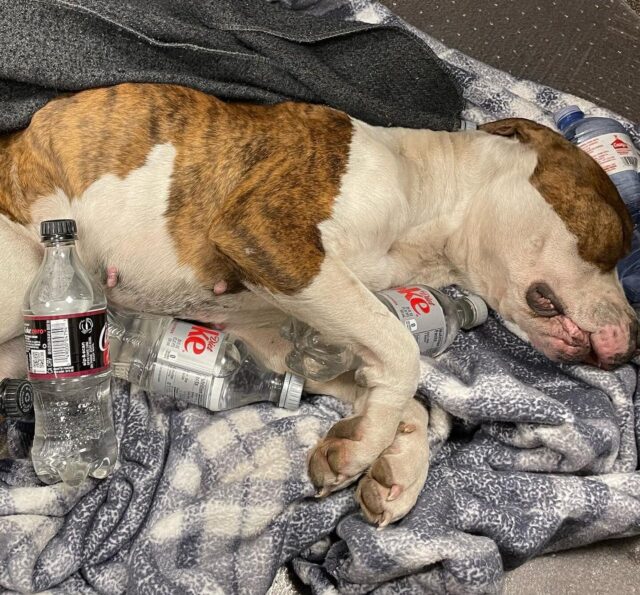 Warming dog with bottles