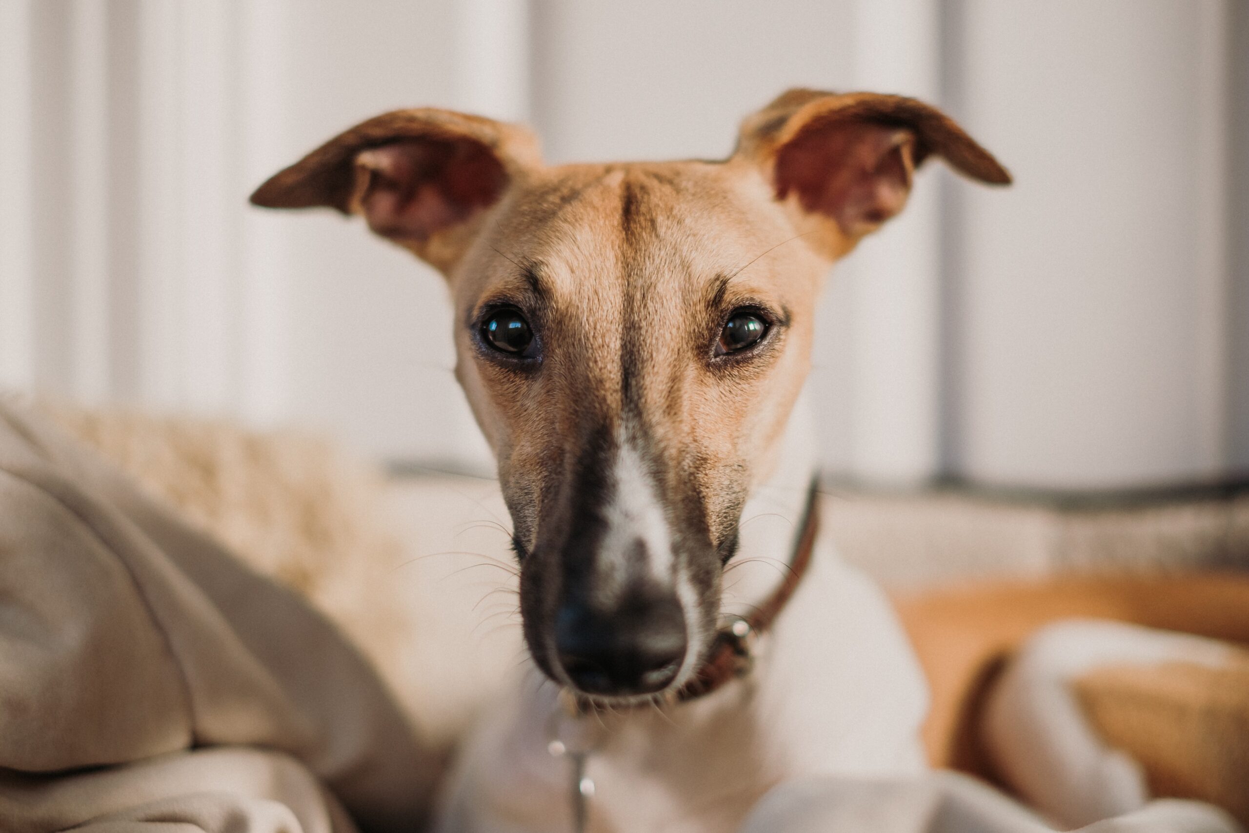 Whippet face close up