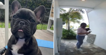 Woman steals Frenchie