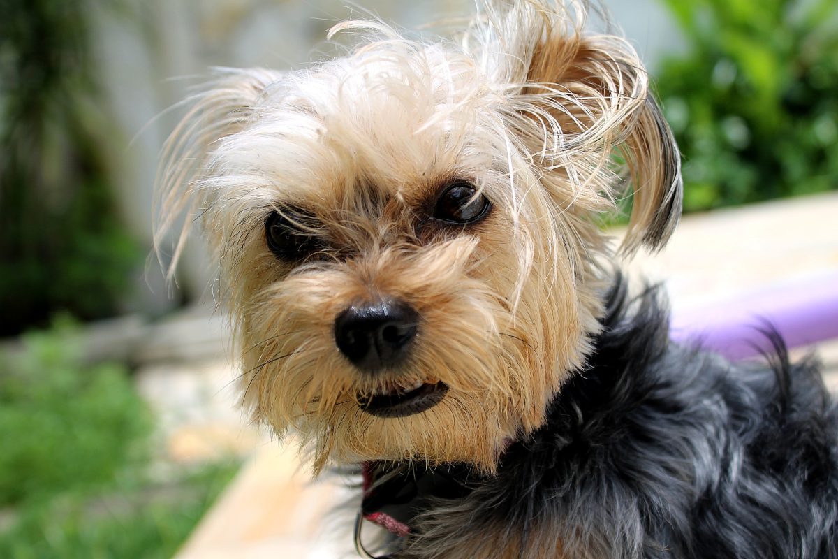 Yorkie feeling anxious