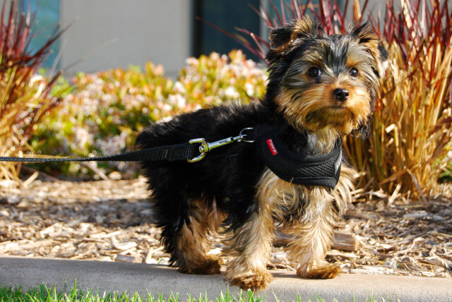 Yorkie going for walk