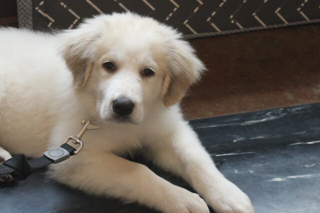 Young Great Pyrenees