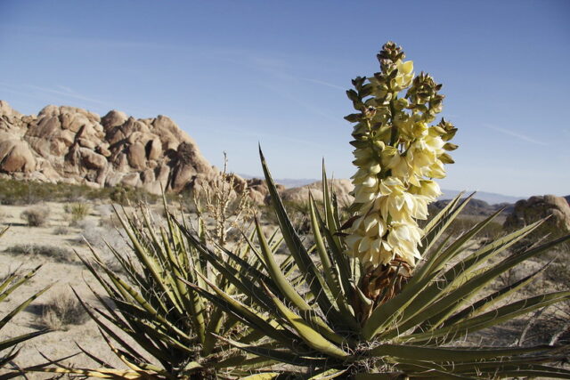 Yucca schidigera plant