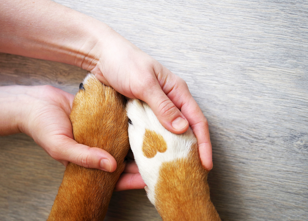 Embrace vs. FIGO Pet Insurance: In-Depth Comparison [2022]