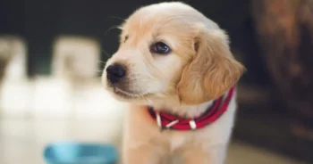 dog-wearing-collar