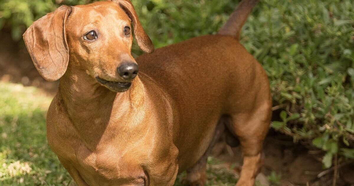 Top 9 Pet Insurance Plans for Dachshunds