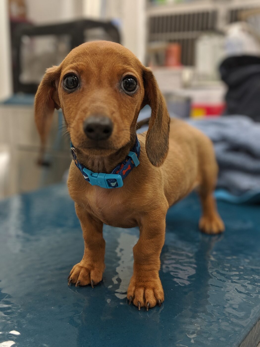 Dachshund-puppy-at-veterinarian