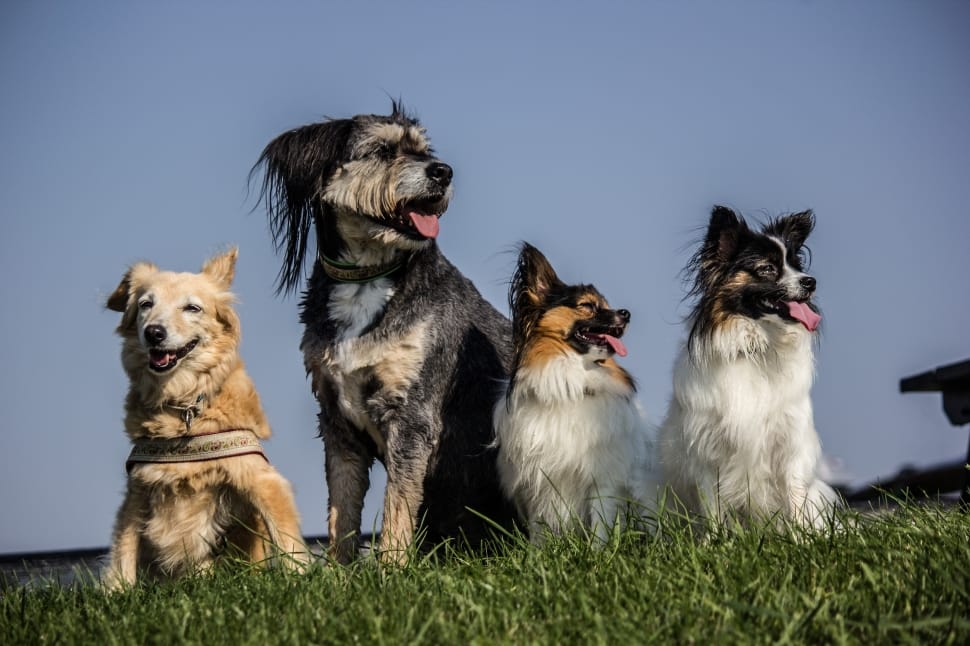 mixed-breed-dogs