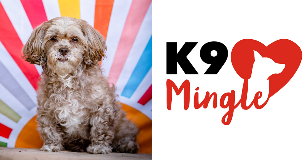 Introducing Our New Doggy Dating App “K9 Mingle”