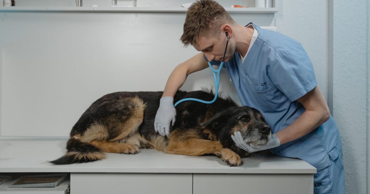 pet-insurance-veterinarian-exam