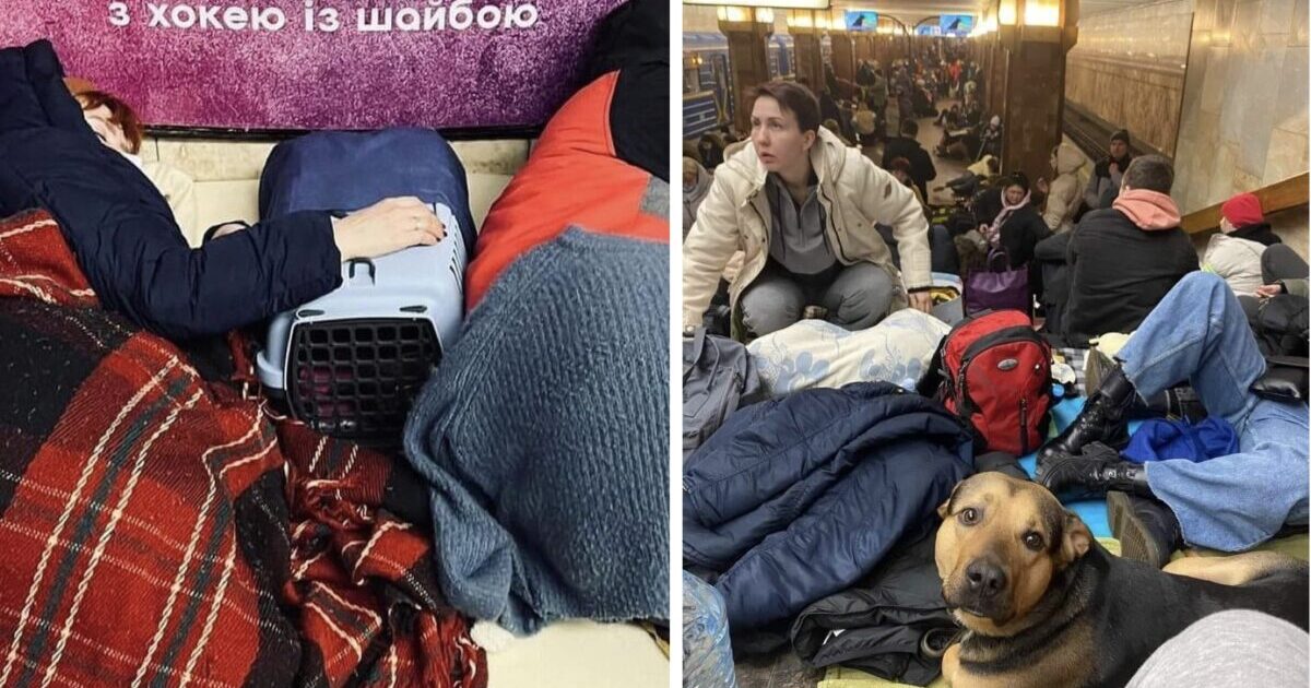 Ukranian Rescuers Refuse To Evacuate Without The 35 Dogs They Look After
