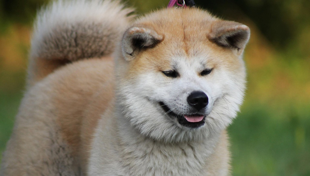 akita-dog-smiling