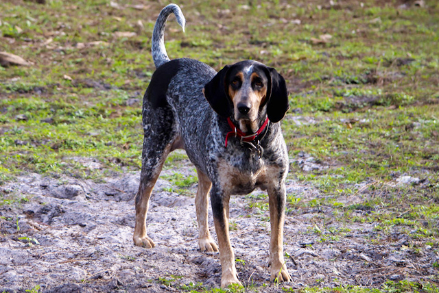 American-English-Coonhound-dog-breed