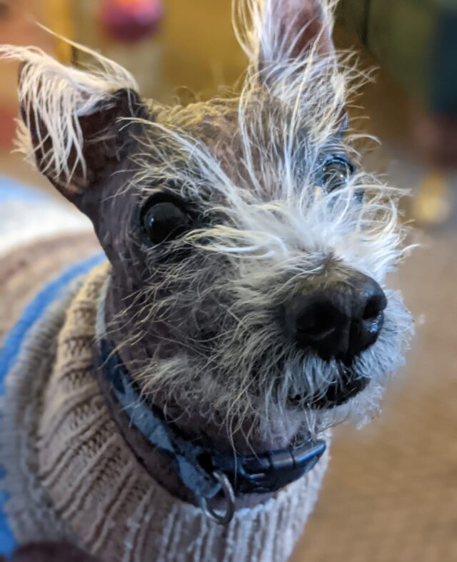 Balding dog close-up