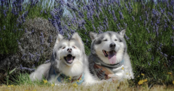 Blind Husky and best friend