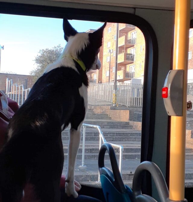 Border Collie waiting for stop