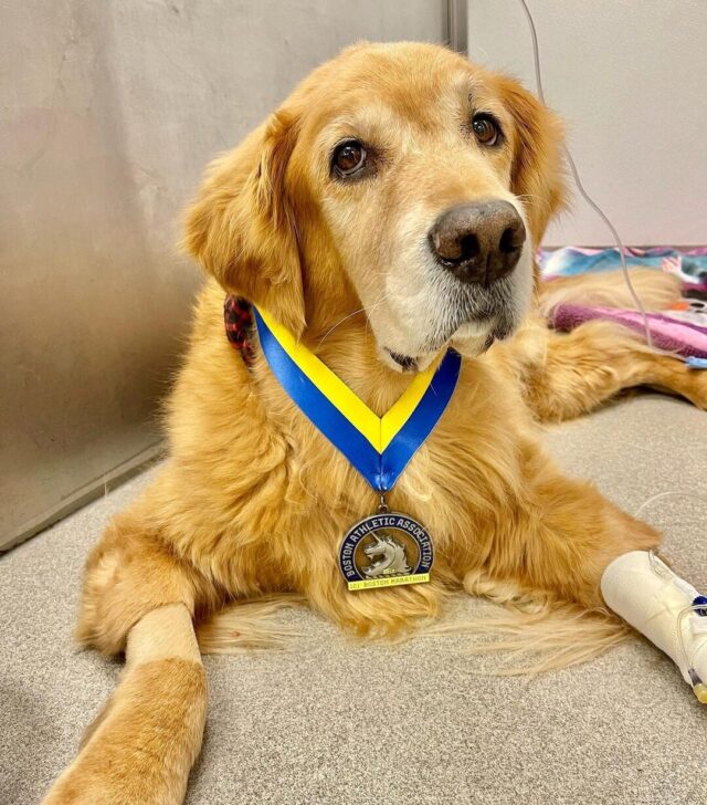 Boston Marathon Dog has Cancer