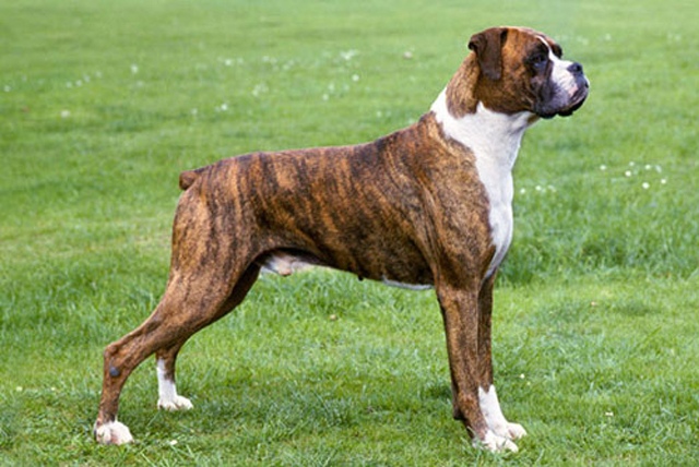 Frequently Asked Questions about Boxers As Guard Dogs