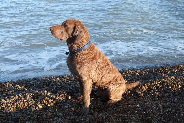 Frequently Asked Questions about Chesapeake Bay Retrievers As Guard Dogs