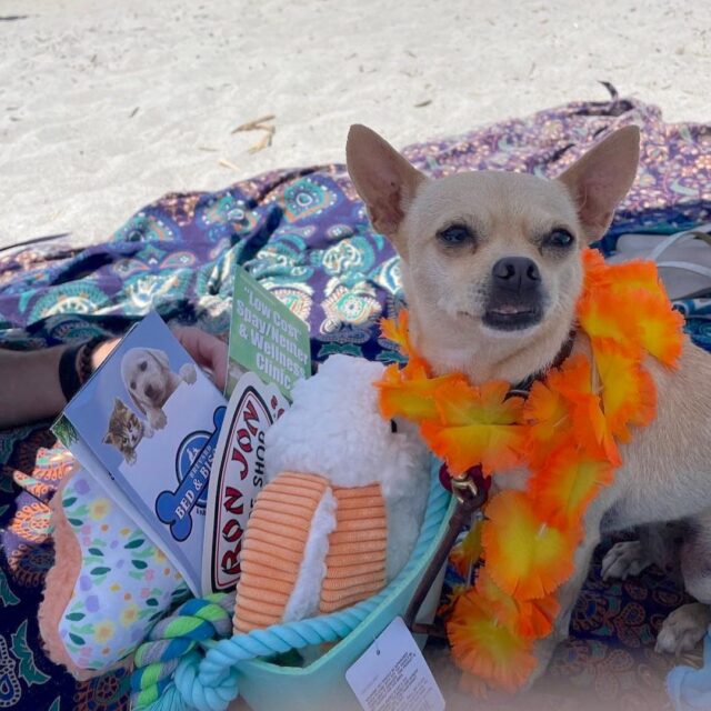 Chihuahua wins surfing prizes