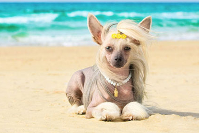 Hairless-Chinese-Crested-Dog