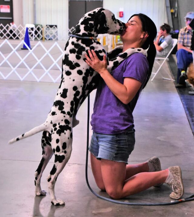 Dalmatian kissing woman