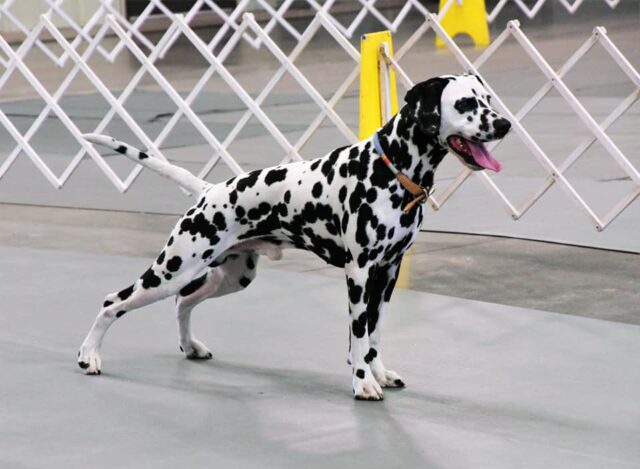 Dalmatian service dog