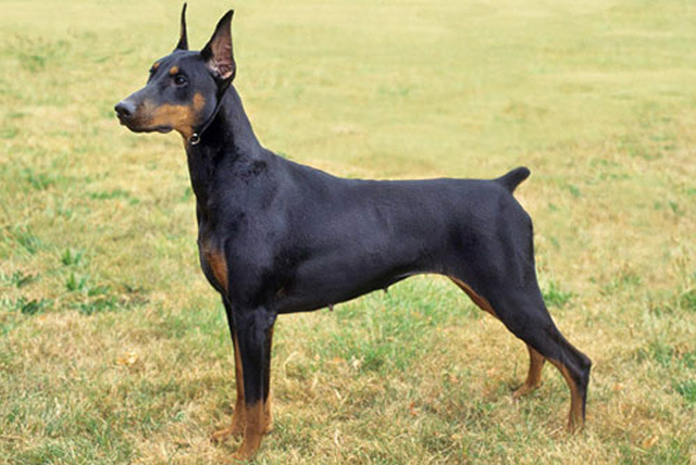 Doberman-dog-breed