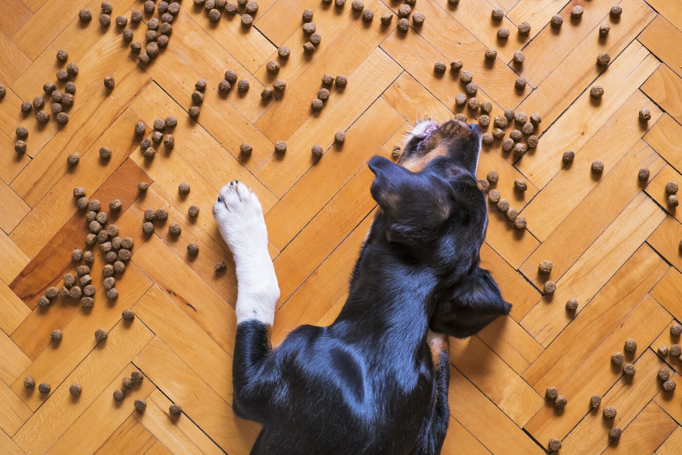 Dog eating kibble off floor