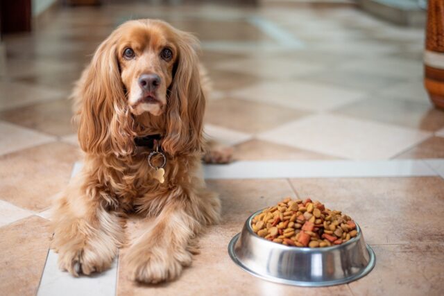 Dog sitting by food bowl