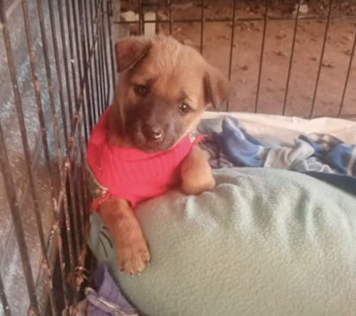 DogSavedRoad3 - ‘Forsaken’ Pup Cried For His Sister To Wake Up, Put His Paws On Her Little Body