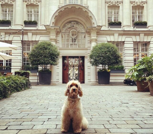 Dog at London hotel