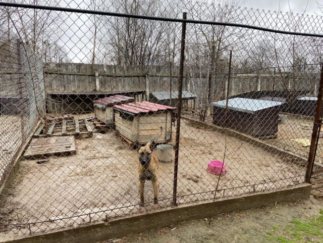 Dog at Ukraine shelter