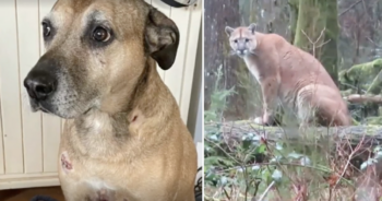 Dog attacked by cougar